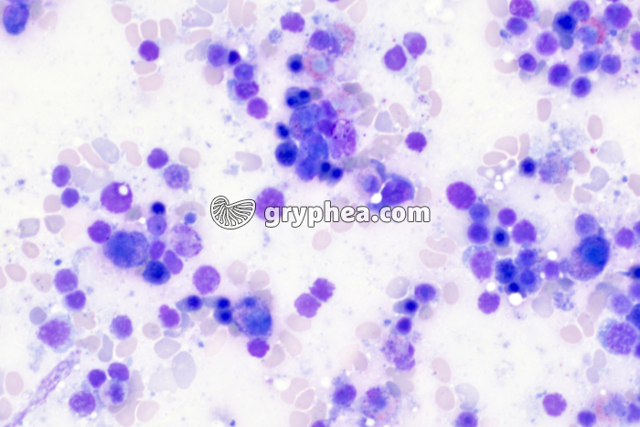 Moelle osseuse x200 - gryphea.com